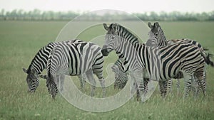 Zebra in the field. Slow motion