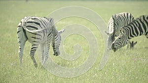Zebra in the field. Slow motion