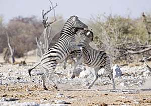 Zebra fighting