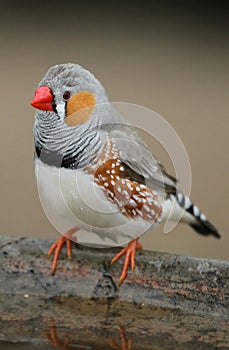 Zebra Finch