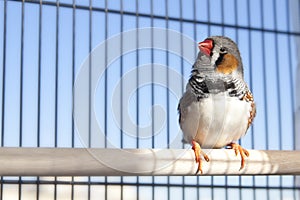 Zebra finch