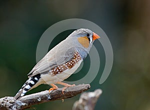 Zebra finch