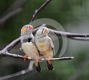 Zebra Finch