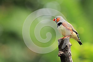 Zebra finch