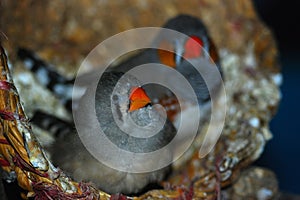 Zebra finch