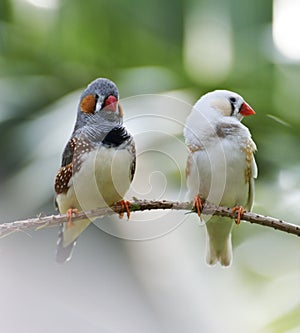 Zebra Finch Birds