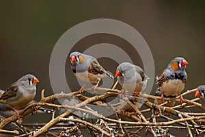 Zebra Finch flock sitting on branch