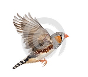 Zebra Finch flying, Taeniopygia guttata