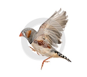 Zebra Finch flying, Taeniopygia guttata