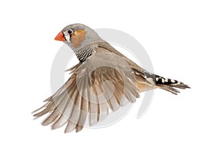 Zebra Finch flying, Taeniopygia guttata