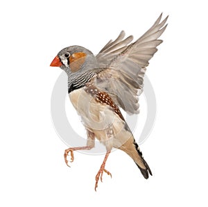 Zebra Finch flying, Taeniopygia guttata