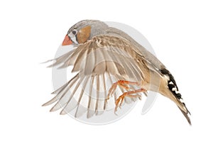 Zebra Finch flying, Taeniopygia guttata