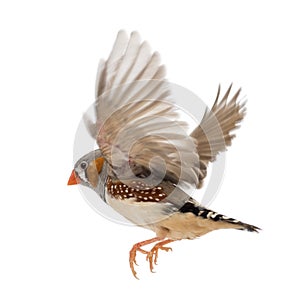 Zebra Finch flying, Taeniopygia guttata, against