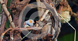 Zebra Finch in its habitat displays vibrant colorful grey feathers Zebra Finch example of intelligence nature's art