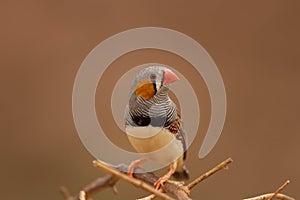 Zebra Finch male portrait with red background
