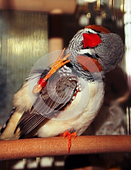 Zebra finch male- Taeniopygia guttata