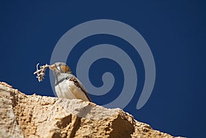 Zebra Finch Nesting