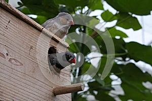 Zebra finch pair on a bird house