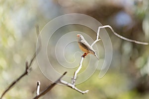 Zebra finch perched on a tree branch.