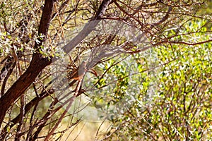 Zebra Finch, small birds sitting on the branch, Kata Tjuta area, Yulara, Ayers Rock, Red Center, Australia