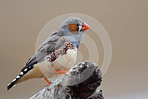 Zebra finch taeniopygia guttata