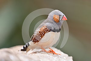 Zebra finch taeniopygia guttata