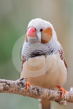 Zebra finch taeniopygia guttata