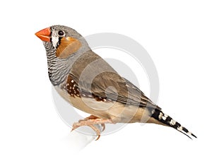 Zebra Finch, Taeniopygia guttata