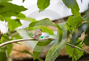 Zebra finch, taeniopygia guttata