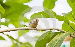 Zebra finch, taeniopygia guttata