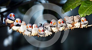 Zebra Finch (Taeniopygia guttata) on a Branch and having sunning