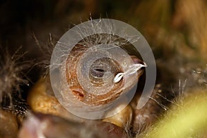 Zebra Finch Taeniopygia guttata,children in bird nest