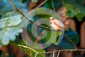 Zebra finch (Taeniopygia guttata) closeup