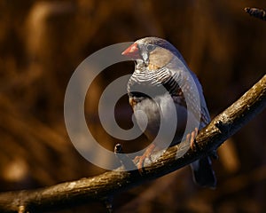 Zebra Finch Taeniopygia guttata male