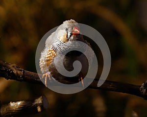 Zebra Finch Taeniopygia guttata male