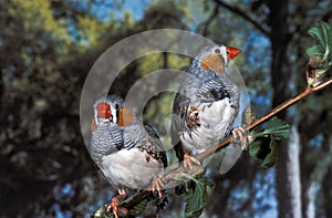 Zebra Finch, taeniopygia guttata, Males standing on Branch