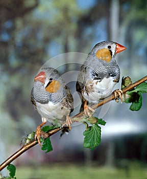 ZEBRA FINCH taeniopygia guttata, PAIR OF MALES STANDING ON BRANCH