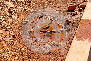 Zebra Finch, tiny birds drinking from a water puddle, Red Center, Australia