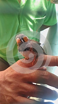 Zebra finches are beautiful and attractive colors