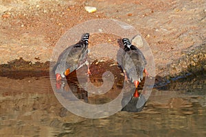 Zebra Finches drinking