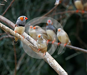 Zebra finches ( Taeniopygia guttata )