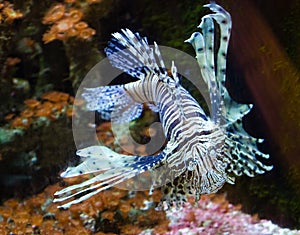 Zebra Fish