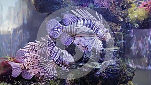 Zebra fish in the aquarium, Pterois volitans