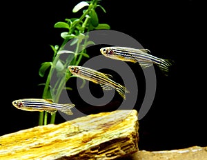Zebra Fish, brachydanio rerio