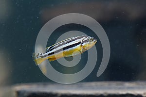 Zebra fish pet