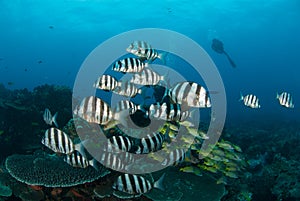 Zebra fish with a scuba diver