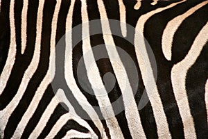 Zebra Flank Stripes