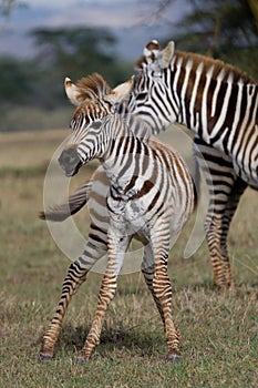 Zebra Foal
