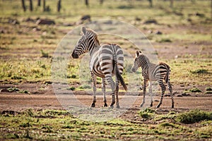 Zebra and Foal