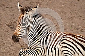 Zebra foal